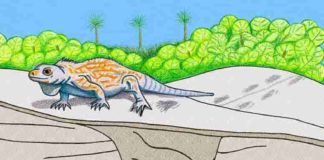 Illustration shows a cross section of the prehistoric iguana burrow, and how the surrounding landscape may have looked during the Late Pleistocene Epoch. Credit: Anthony Martin.