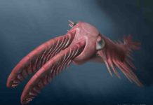 Incredible vision in ancient marine creatures drove an evolutionary arms race An artist's reconstruction of 'Anomalocaris' briggsi swimming within the twilight zone. Credit: Katrina Kenny