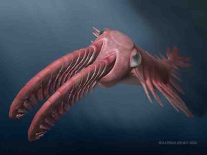 An artist's reconstruction of 'Anomalocaris' briggsi swimming within the twilight zone. Credit: Katrina Kenny