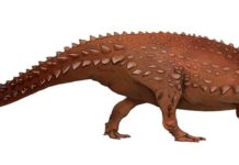 Only dinosaurs found in ireland described for the first time Illustration of the Jurassic thyreophoran Scelidosaurus harrisonii, Jack Mayer Wood, CC BY-SA 4.0, via Wikimedia Commons