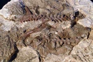 A partial skeleton of Lagerpeton (hips, leg, and vertebrae) from ~235 million years from Argentina. Further examination of this specimen helped tie features of lagerpetids to pterosaurs. Photo courtesy of Sterling Nesbitt. Credit: Virginia Tech