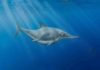 Prehistoric ‘sea dragon’ discovered on English Channel Coast is identified as new species Illustration of Thalassodraco etchesi. Credit: Megan Jacobs