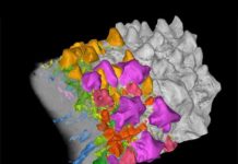Primitive fish fossils reveal developmental origins of teeth Part of a jawbone of the 422-million-year-old fossil bony fish Lophosteus, visualized with a high-resolution X-ray technique. On the right, the surface of the jawbone is shown in gray. In the middle, exposed teeth are highlighted in gold and dermal odontodes in shades of purple, pink and red. On the left, the bone itself is made transparent, revealing internal blood vessels and pulp cavities, shown in blue and green, as well as the embedded teeth and dermal odontodes. Credit: Chen et al. (CC BY 4.0)