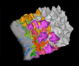 Part of a jawbone of the 422-million-year-old fossil bony fish Lophosteus, visualized with a high-resolution X-ray technique. On the right, the surface of the jawbone is shown in gray. In the middle, exposed teeth are highlighted in gold and dermal odontodes in shades of purple, pink and red. On the left, the bone itself is made transparent, revealing internal blood vessels and pulp cavities, shown in blue and green, as well as the embedded teeth and dermal odontodes. Credit: Chen et al. (CC BY 4.0)