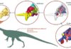 Research reveals unexpected insights into early dinosaur’s brain, eating habits and agility Braincase and endocast of Thecodontosaurus antiquus. From CT scans of the braincase fossil, 3-D models of the braincase and the endocast were generated and studied. Credit: Created by Antonio Ballell with BioRender, Thecodontosaurus silhouette from PhyloPic.org.