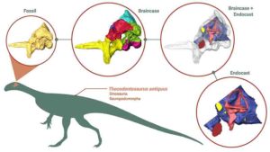 Braincase and endocast of Thecodontosaurus antiquus. From CT scans of the braincase fossil, 3-D models of the braincase and the endocast were generated and studied. Credit: Created by Antonio Ballell with BioRender, Thecodontosaurus silhouette from PhyloPic.org.