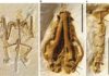 Researchers discover 16 million-year-old bat fossil Representative Image: Holotype of Onychonycteris finneyi