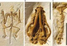 Researchers discover 16 million-year-old bat fossil Representative Image: Holotype of Onychonycteris finneyi