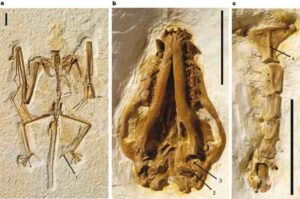 Representative Image:  Holotype of Onychonycteris finneyi 