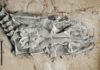 World’s earliest python identified from 47 million-year-old fossil remains The head and body of the Messel python are almost completely preserved. Credit: Hessian State Museum Darmstadt