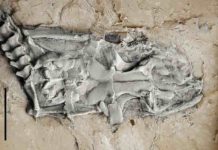 World’s earliest python identified from 47 million-year-old fossil remains The head and body of the Messel python are almost completely preserved. Credit: Hessian State Museum Darmstadt