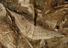 Diving into Devonian seas: Ancient marine faunas unlock secrets of warming oceans Professor Cathryn Newton studies Middle Devonian marine faunas (such as these brachiopods from 380-390 million years ago), whose fossils are lodged in a unit of bedrock in Central New York. Credit: Syracuse University
