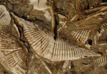 Diving into Devonian seas: Ancient marine faunas unlock secrets of warming oceans Professor Cathryn Newton studies Middle Devonian marine faunas (such as these brachiopods from 380-390 million years ago), whose fossils are lodged in a unit of bedrock in Central New York. Credit: Syracuse University