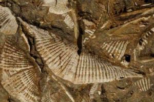 Professor Cathryn Newton studies Middle Devonian marine faunas (such as these brachiopods from 380-390 million years ago), whose fossils are lodged in a unit of bedrock in Central New York. Credit: Syracuse University