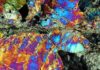 Going with the grains to explain a fundamental tectonic force Mylonite is a fine-grained, compact metamorphic rock produced by dynamic recrystallization of the constituent minerals resulting in a reduction of the grain size of the rock. Credit: Wikipedia