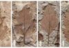 Leaf fossils show severe end-Cretaceous plant extinction in southern Argentina The scientists examined more than 3,500 fossils to identify survivor pairs - plants that grew in both the Cretaceous and Paleogene periods. The two fossils on the left are from the Cretaceous, and the two on the right are from the Paleogene. Credit: Elena Stiles