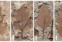 Leaf fossils show severe end-Cretaceous plant extinction in southern Argentina The scientists examined more than 3,500 fossils to identify survivor pairs - plants that grew in both the Cretaceous and Paleogene periods. The two fossils on the left are from the Cretaceous, and the two on the right are from the Paleogene. Credit: Elena Stiles