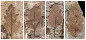 The scientists examined more than 3,500 fossils to identify survivor pairs - plants that grew in both the Cretaceous and Paleogene periods. The two fossils on the left are from the Cretaceous, and the two on the right are from the Paleogene. Credit: Elena Stiles