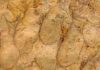 Newly discovered fossil, likely subaqueous insect The newly named trace fossil Glossifungites gingrasi is a collection of burrows that were home to water-dwelling insects, similar to mayflies, more than 90 million years ago. (Photo: Ryan King)