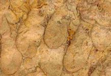 Newly discovered fossil, likely subaqueous insect The newly named trace fossil Glossifungites gingrasi is a collection of burrows that were home to water-dwelling insects, similar to mayflies, more than 90 million years ago. (Photo: Ryan King)