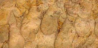 The newly named trace fossil Glossifungites gingrasi is a collection of burrows that were home to water-dwelling insects, similar to mayflies, more than 90 million years ago. (Photo: Ryan King)
