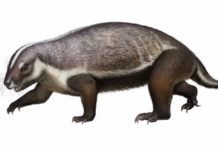The ‘crazy beast’ that lived among the dinosaurs 2D Life reconstruction Atuchin. Credit: © Andrey Atuchin