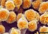 Using 100-million-year-old fossils and gravitational-wave science to predict Earth’s future climate Image of archaea. Credit: Steve Gschmeissner/Science Photo Library