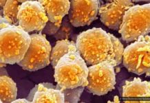 Using 100-million-year-old fossils and gravitational-wave science to predict Earth’s future climate Image of archaea. Credit: Steve Gschmeissner/Science Photo Library
