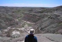 When dinosaurs disappeared, forests thrived Researcher overlooking one of the two field sites for the study, the Frenchman Valley in Chambery Coulee Saskatchewan in July 2017. Credit: McGill University