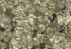 A new, clearer insight into Earth’s hidden crystals A transmitted light view through a 200-micron section of a peridotite sample, showing the three main minerals - olivine (clear-green), orthopyroxene (grey-green) and garnet (pink). Credit: Dr Emma Tomlinson, Trinity College Dublin.