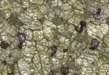 A new, clearer insight into Earth’s hidden crystals A transmitted light view through a 200-micron section of a peridotite sample, showing the three main minerals - olivine (clear-green), orthopyroxene (grey-green) and garnet (pink). Credit: Dr Emma Tomlinson, Trinity College Dublin.