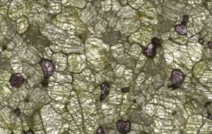 A transmitted light view through a 200-micron section of a peridotite sample, showing the three main minerals - olivine (clear-green), orthopyroxene (grey-green) and garnet (pink). Credit: Dr Emma Tomlinson, Trinity College Dublin.