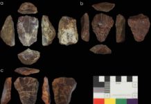 Photos of Nubian Levallois cores associated with Neanderthal fossils. Credit © UCL, Institute of Archaeology & courtesy of the Penn Museum, University of Pennsylvania