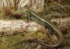 Proegernia mikebulli : New Australian fossil lizard Swamp Skink (Lissolepis coventryi), which is probably the living lizard most similar to the new fossil. Photo: Dr Mark Hutchinson, SA Museum / Flinders University, a co-author. Credit: Dr Mark Hutchinson, SA Museum / Flinders University