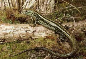 Swamp Skink (Lissolepis coventryi), which is probably the living lizard most similar to the new fossil. Photo: Dr Mark Hutchinson, SA Museum / Flinders University, a co-author. Credit: Dr Mark Hutchinson, SA Museum / Flinders University