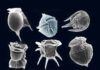 The Role of Midsized Phytoplankton in Earth’s Biological Pump Several types of dinoflagellates are shown in this microscope image. Some dinoflagellates are classified as nanoplankton, which new research shows have a more important role in Earth’s biological pump than previously thought. Credit: fickleandfreckled, CC BY 2.0