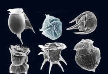 The Role of Midsized Phytoplankton in Earth’s Biological Pump Several types of dinoflagellates are shown in this microscope image. Some dinoflagellates are classified as nanoplankton, which new research shows have a more important role in Earth’s biological pump than previously thought. Credit: fickleandfreckled, CC BY 2.0