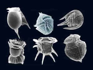 Several types of dinoflagellates are shown in this microscope image. Some dinoflagellates are classified as nanoplankton, which new research shows have a more important role in Earth’s biological pump than previously thought. Credit: fickleandfreckled, CC BY 2.0