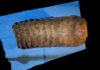 World’s oldest DNA reveals how mammoths evolved 1.2 million year old mammoth tooth from the Krestovka mammoth. Credit: Pavel Nikolskiy