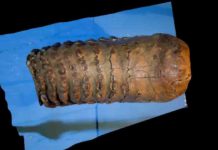 World’s oldest DNA reveals how mammoths evolved 1.2 million year old mammoth tooth from the Krestovka mammoth. Credit: Pavel Nikolskiy