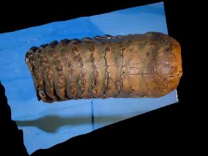 1.2 million year old mammoth tooth from the Krestovka mammoth. Credit: Pavel Nikolskiy