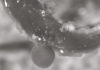 Europe’s largest meteorite crater – home to deep ancient fungi Fungi sample, hypha and sphere in a drill core sample from 540 m depth in the Siljan impact structure, scanning electron microscope image (width ~70 µm). Credit Henrik Drake.