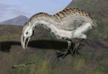 Extinct Caribbean bird’s closest relatives hail from Africa, South Pacific Adzebills, also close relatives of cave-rails, were large, flightless birds with big beaks that could have been used to prey on small animals or strip vegetation. Illustration courtesy of Nobu Tamura, CC BY 3.0