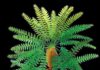 ‘Pompeii of prehistoric plants’ unlocks evolutionary secret Reconstruction of the crown of Paratingia wuhaia sp. nov.