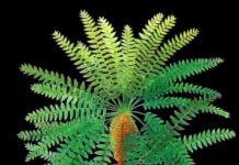 ‘Pompeii of prehistoric plants’ unlocks evolutionary secret Reconstruction of the crown of Paratingia wuhaia sp. nov.