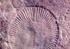 Fossil of Dickinsonia, an Ediacaran-era animal. (Mary Droser/UCR)