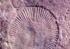 Research shows we’re surprisingly similar to Earth’s first animals Fossil of Dickinsonia, an Ediacaran-era animal. (Mary Droser/UCR)