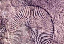 Research shows we’re surprisingly similar to Earth’s first animals Fossil of Dickinsonia, an Ediacaran-era animal. (Mary Droser/UCR)