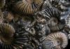 Rise of marine predators reshaped ocean life as dramatically as mass extinctions These fossil ammonites have lost their outer coating of shell, revealing the iridescent nacre beneath. Now extinct, ammonites were a group of marine mollusks that first appeared about 409 million years ago, persisting until the extinction event that wiped out the dinosaurs about 66 million years ago. Credit: Florida Museum photo by Jeff Gage