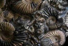 Rise of marine predators reshaped ocean life as dramatically as mass extinctions These fossil ammonites have lost their outer coating of shell, revealing the iridescent nacre beneath. Now extinct, ammonites were a group of marine mollusks that first appeared about 409 million years ago, persisting until the extinction event that wiped out the dinosaurs about 66 million years ago. Credit: Florida Museum photo by Jeff Gage